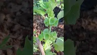 🔔  Bells-of-Ireland/ Moluccella laevis plant |#gardenplants #garden #gardenflowers #gardening #hills