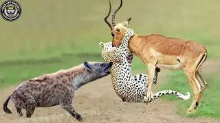 Bloody Savannah: A Deadly Migration Through the Land of Predators #naturedocumentary | Wildlife