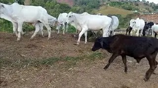 Gosto muito do que faço 