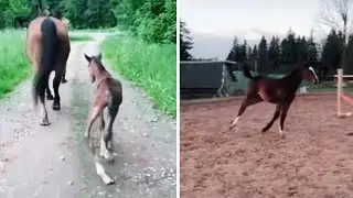 Video captures incredible transformation of foal to majestic horse