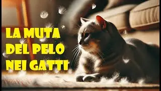 La muta del pelo nei gatti