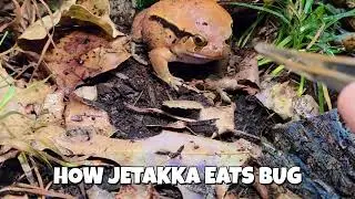 Tomato Frogs: Drakka & Jetakka vs. Bugs