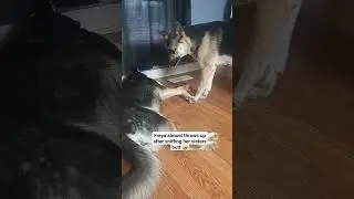Dog Instantly Regrets Her Decision