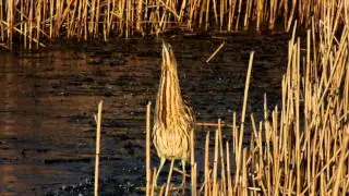 Bittern in Gosforth Park Newcastle