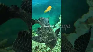 #fishtank #watch #fishes #spectacular  #coolcolors