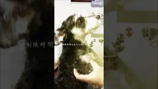 せいかい#えもい #ショート #人気になりたい #犬 #バズれ