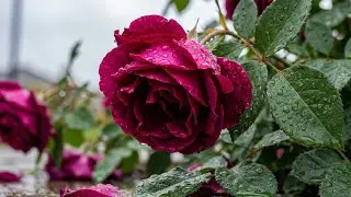 Очень трогательная песня, она вызовет слезы🌺ВЫ ДОЛЖНЫ ЕЕ ПОСЛУШАТЬ🌿Лучшие мелодии от Сергей Грищук#2