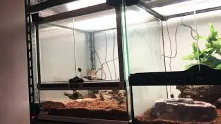 Controllo e  pulizia heterodon nasicus