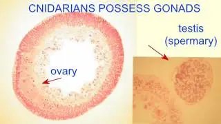 STAGES OF CNIDARIAN LIFE CYCLE