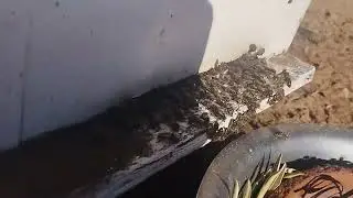 خيرات الليمون و الحامض الطبيعي اللهم بارك