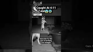 Chilling night vision : Real Cctv Footage wolf Appears in garden horrifying 😭😲#horror#cctvfootages