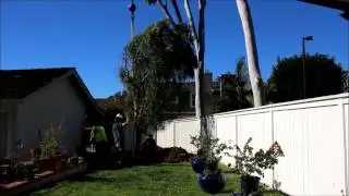 Planting a mature California pepper tree in fast motion