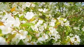 Видеопоздравление с днём рождения