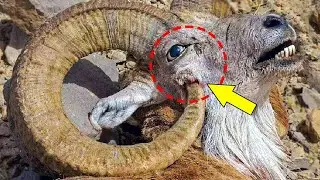 🦋 Nature&rsquo;s Deadliest Flaws &ndash; Why These Animals Won&rsquo;t Survive! 😱
