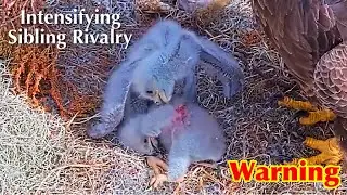 #46🦅🐥13&deg;🐥8&deg;／Winter Park Eagle Nest 2026／Against All Odds:One-Eyed Mom Eagle／by Winter Park Eagle Cam