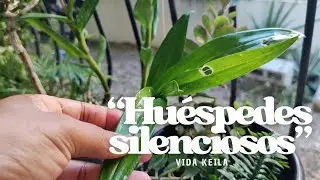 Cuando lo que te debilita no hace ruido 🌿