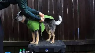 Ruffwear Fernie and Climate Changer