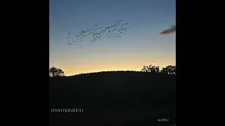 murmuration (full ep)