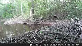 Coyote carrying its prey