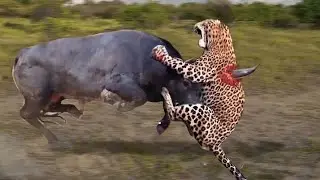 Strongest Animals In Africa ► Buffalo Vs Lion; Leopard Receives Fierce Attacks From The Buffalo Herd