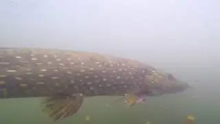 Club lake creatures, Bradford no1