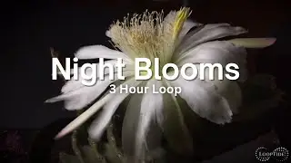 Endless White Blooms | 3 Hour Calming Floral Loop on Solid Black Backdrop