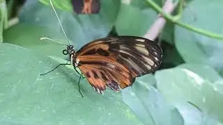 Tiger Longwing Has Damaged Wings