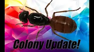 Camponotus Update Video! | Short Update Video Presented By Ant Co