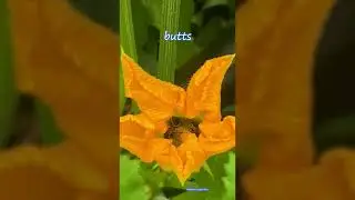 Two Bugs In A Yellow Flower | Original Song