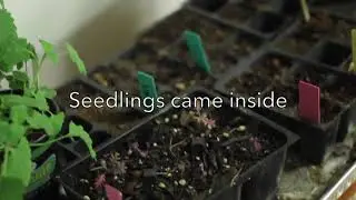 Late Frost Protection | What I Did Last Minute |  Cheap and Easy Ways | 2021 | Zone 7B, Georgia