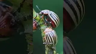 June Bugs: Understanding These Summer Beetles - Part 2 #shorts