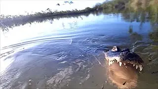 Alligator almost gets me....Florida Keys