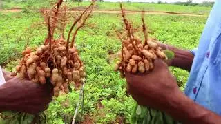 Groundnut Crop comparison _ Natural Farming _Anantapur