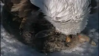 Decorah Eagles ~ Fresh Bedding ~ Stick ~ Rabbit for Supper ~ 02-21-2014