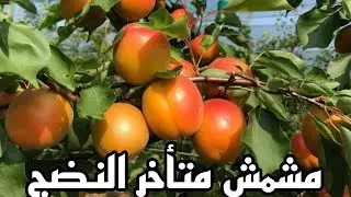 مزارع إنتاج المشمش أصناف متأخرة النضج في البساتين الجزائرية والانتاج كبير  Récolte d'abricot Algérie