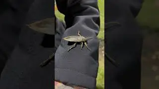 Prehistoric bug! #whatisthat #giantbug #scary #bigbug #viralvideos #help! #scarywoods #upnorth #big￼