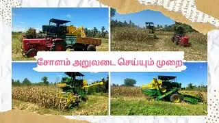 சோளம் அறுவடை செய்யும் முறை | Method of harvesting corn | சோளம் அறுவடை | harvesting corn 🌽
