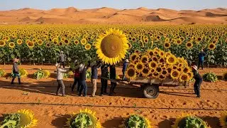 Harvesting The Endless Fields of Sunflowers – The Most Satisfying Agriculture Machines