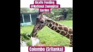 Giraffe Feeding #giraffe #feeding #animals #zoo #colombo #srilanka #place #fun #adventure #garden