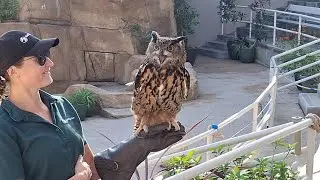 Elvis the companion to Ilangha a cheetah,  Einstein an Owl, and Justine Beaver!! 12/20/25
