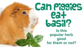 Can GUINEA PIGS Eat BASIL? | Best HERBS for Guinea Pigs | Guinea Pig Diet