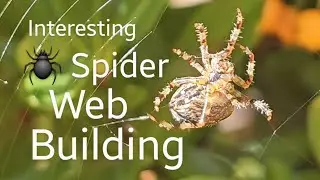 Spider weaves intricate web 🕸 4k