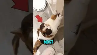 TOP 3 MOST ADORABLE CAT STRETCHES MOMENTS part 1 🤣😂 #cat #animals #moments