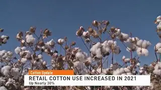 Retail Cotton Use Increased in 2021