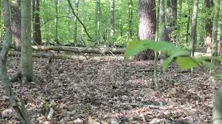 Maryland Turkey Hunt 2022, MNHA John