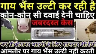 Cattle Buffalo Vomiting Treatment/गाय भैंस उल्टी कर रही है क्या इलाज करें/Cow Rumen ph unbalanced 🐂🐂