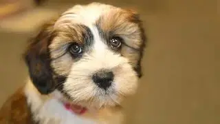 12 Reasons You Should Think Twice Before Getting a Tibetan Terrier🐶