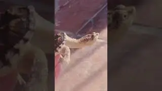 Mantis Channel | Holding the turtle in his hand but it's so mischievous