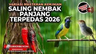 🔴 Live Terbaru Masteran Murai Batu Roll Speed Tembakan Cucak Cungkok Gacor vs Prenjak Betina Tir Pan