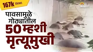 Nanded: मुखेड तालुक्यात पावसामुळे एकाच गोठ्यातील ५० म्हशींचा मृत्यू | Agrowon